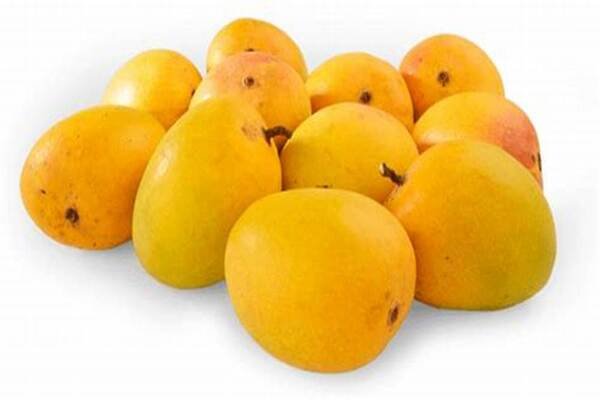 Mango Alphonso